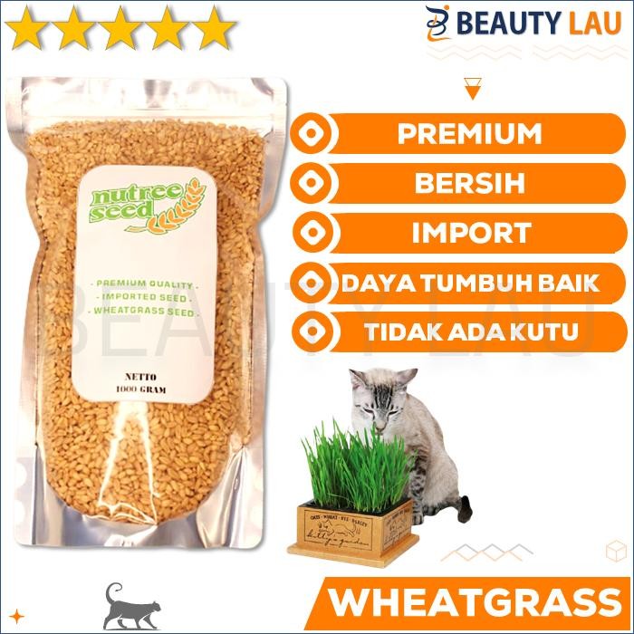 GROSIR BENIH WHEATGRASS 1KG BIBIT RUMPUT GANDUM KUCING MICROGREEN SEED