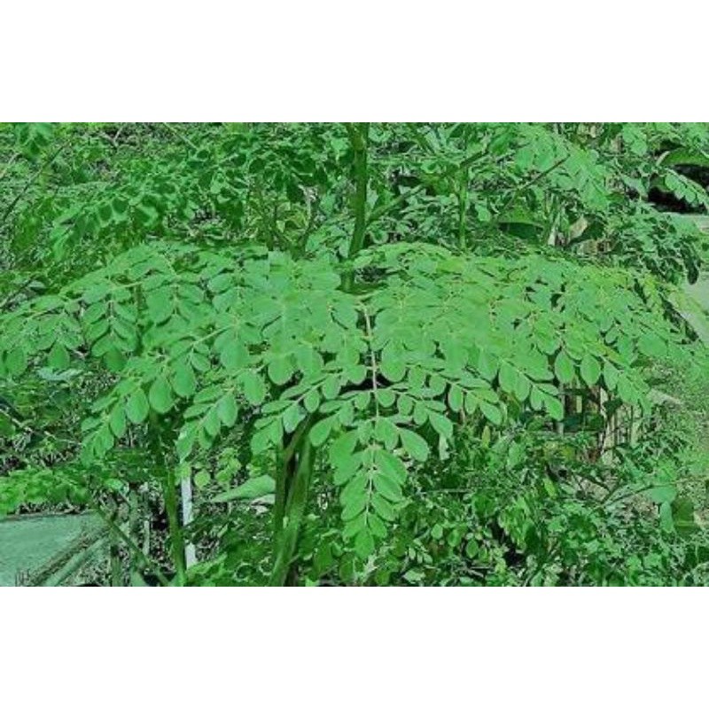 

daun kelor segar 500gr