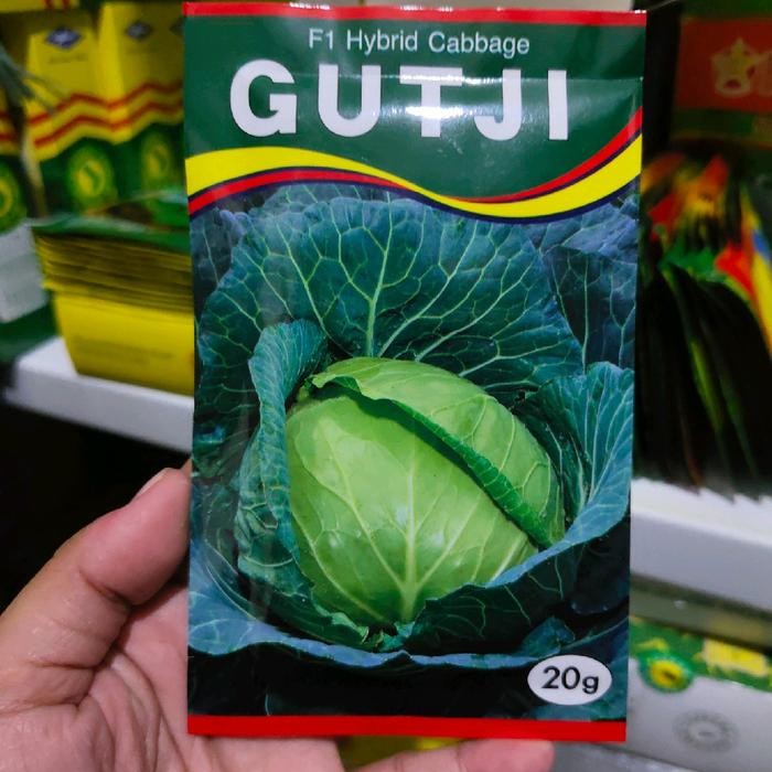 Benih kubis GUTJI F1 20 gram kol hibrida gutji dari AMS