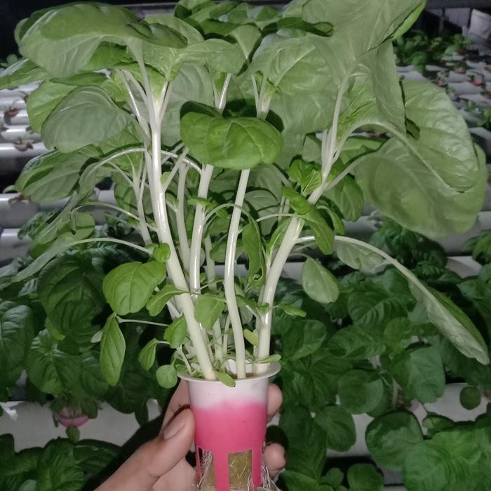 nutrisi hidroponik ab mix 5liter