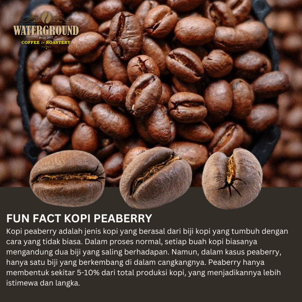 

PROMO Waterground Coffee Kopi Arabika Aceh Gayo Peaberry Biji Kopi 1 Single gin, 100 GR