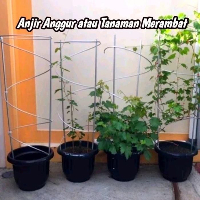 Terlaris Tiang Rambatan Tabulampot Anggur - Anjir Anggur Atau Tanaman Rambat