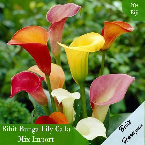 Naturee- Bibit Benih Biji Bunga Lily Calla Mix Import Paket 20 Pcs