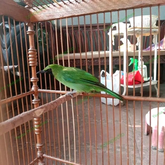 Burung Cucak Ijo Mini Gacor