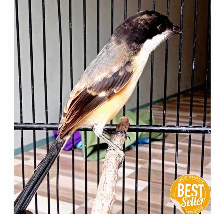 Burung pentet trotol jantan mandiri asli jatim limited edition