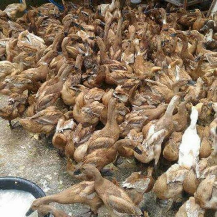 

BEBEK dan ENTOG fresh Dadak Potong no frozen.