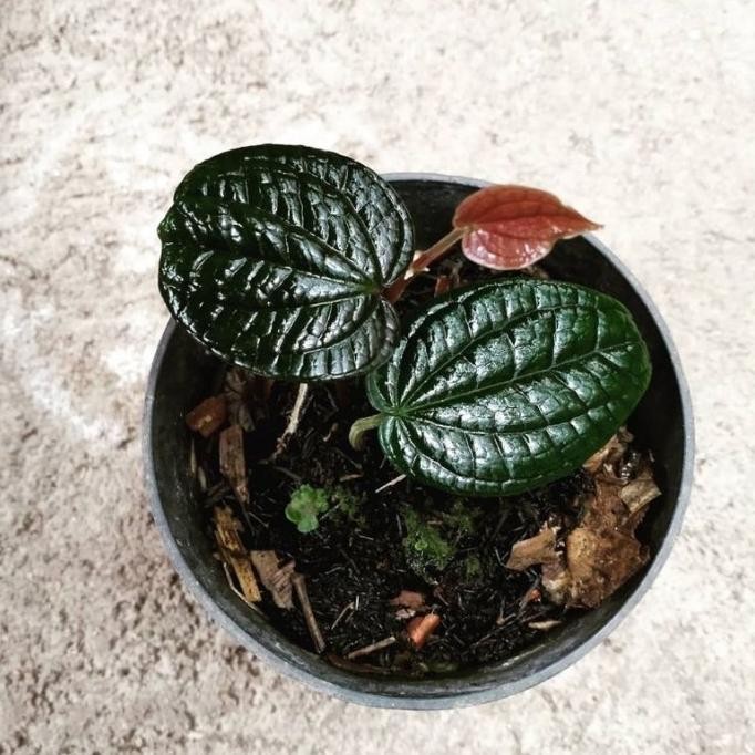 Sirih hitam asli original langka Kode 1405