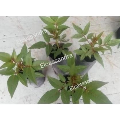 bibit andaliman bibit tuba ittirittir pohon 20cm ke atas rorrru 8578hv Kode 673