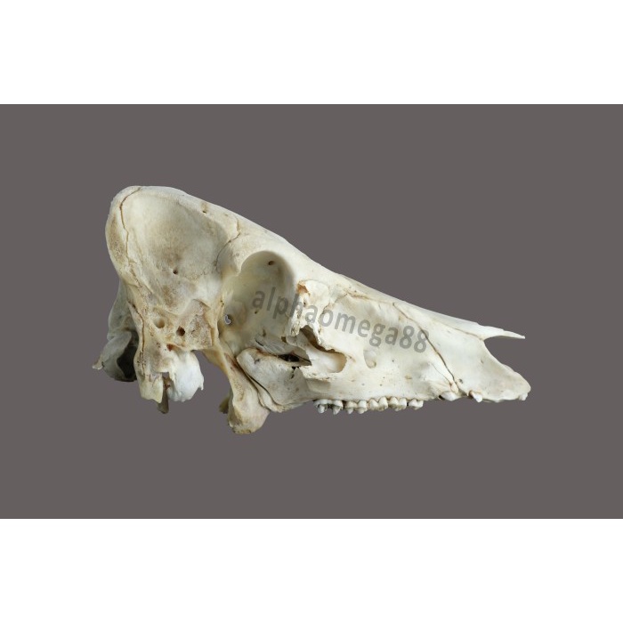 

KEPALA BABI KERING RAHANG BABI BALA KODE 117