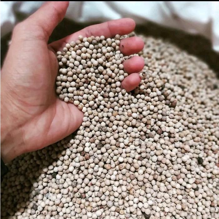 

terbaru !!! lada putih butir 1 kg / merica utuh bersih / bumbu dapur / bumbu rempah / merica putih