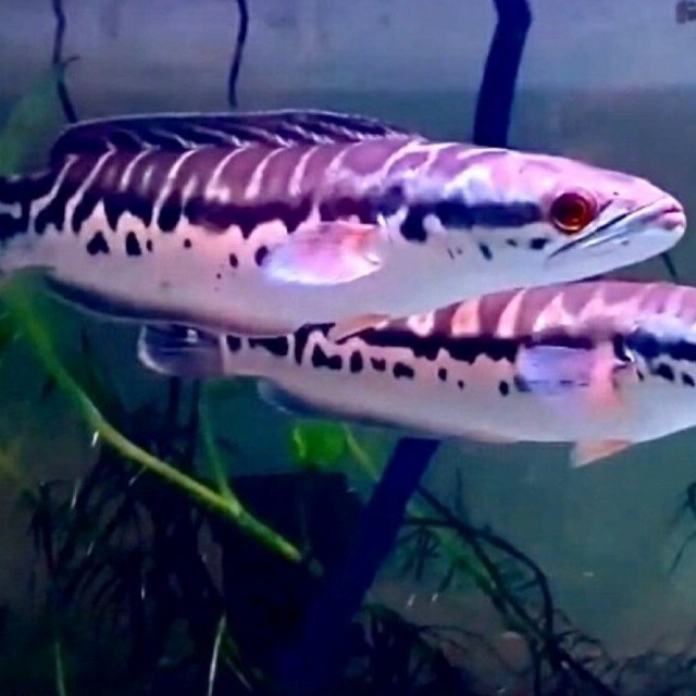 TERBARU Channa Micropeltes Toman Size Jumbo 40cm BISA GRAB