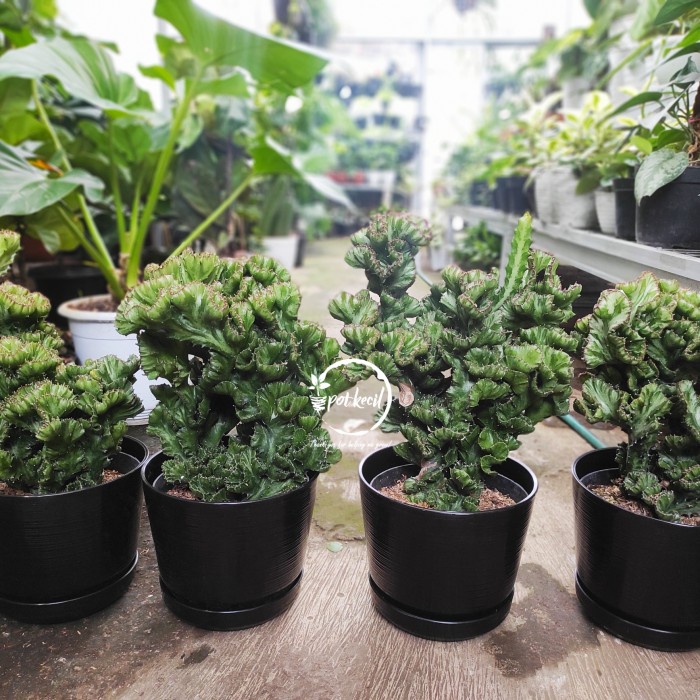 Kaktus Euphorbia Lactea Cristata / Cactus Euphorbia / Kaktus Karang