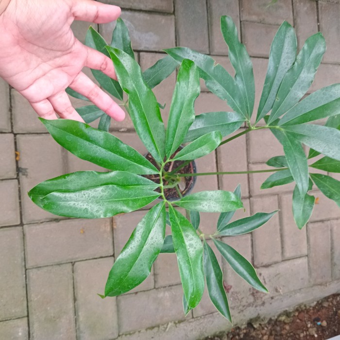 Philodendron Goeldii Goldi Ekonomis Original