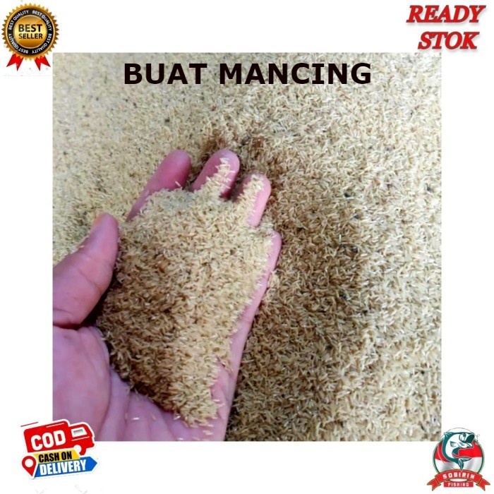 Telor Jangkrik Super - Telor Jangkrik Alam