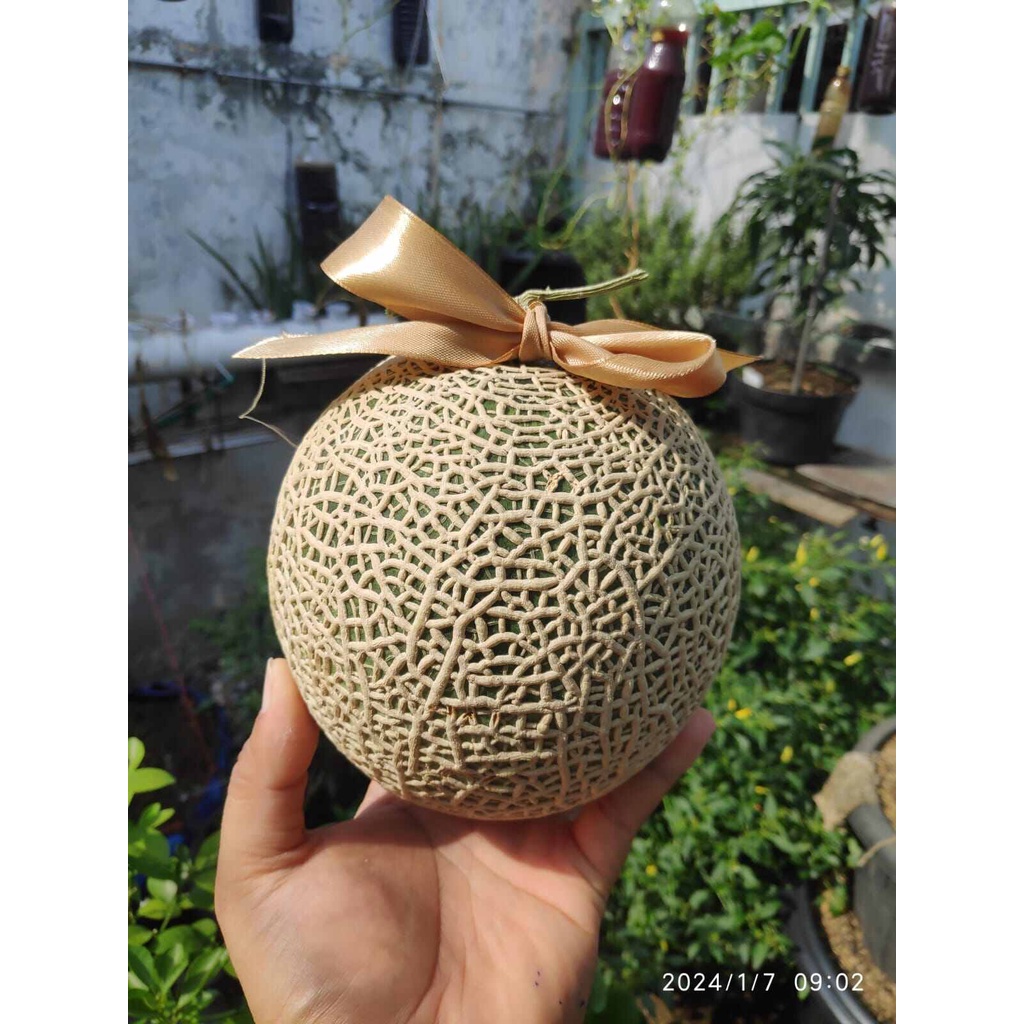 5 BUTIR BIJI / BENIH MELON MUSK KOREA