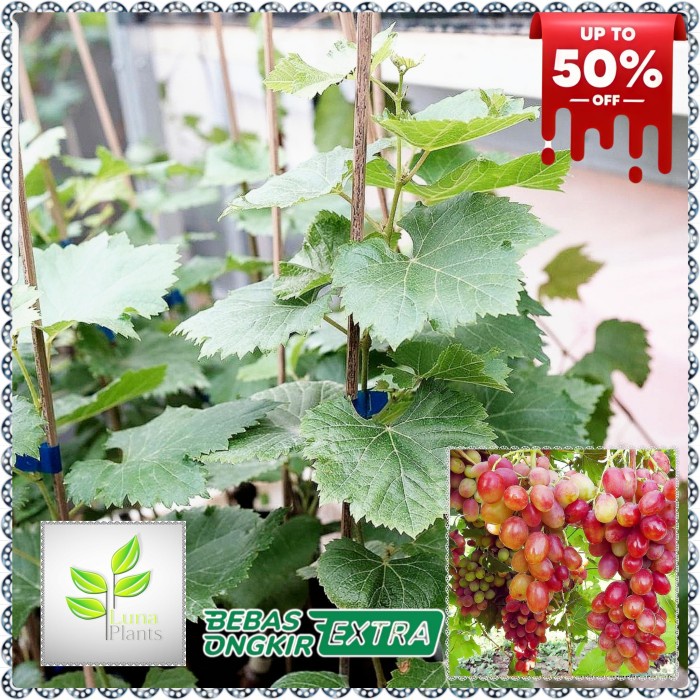 bibit buah anggur import - bibit anggur ninel PREMIUM