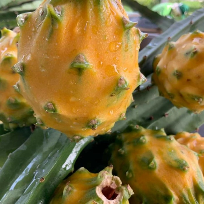 Bibit buah naga kuning palora ekuador fresh stek PREMIUM