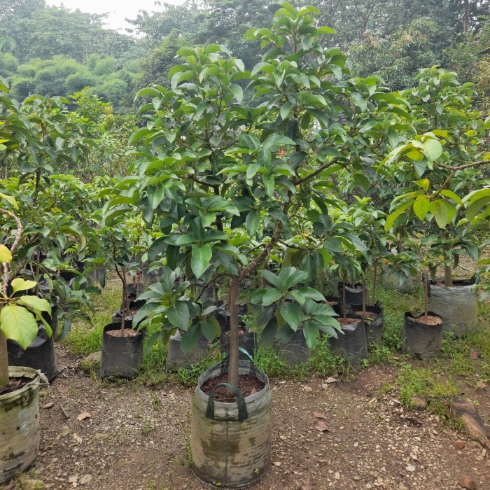 pohon buah alpukat miki tinggi 2m - bibit alpukat miki siap berbuah PREMIUM