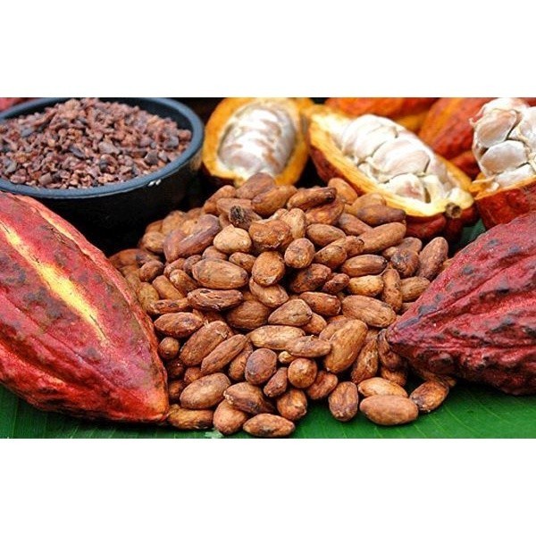 FREESS Biji Bibit Tanaman Buah Kakao Coklat Hibrida PREMIUM