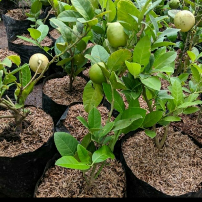 BIBIT TANAMAN BUAH LEMON CALIFORNIA CANGKOK SUDAH BERBUAH PREMIUM