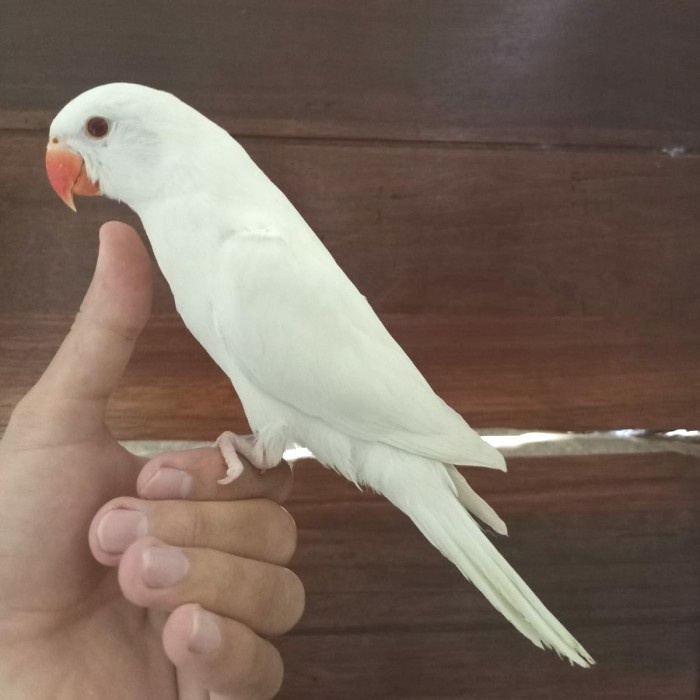 Indian Ringneck - Irn Parrot - Burung Indian Ringneck