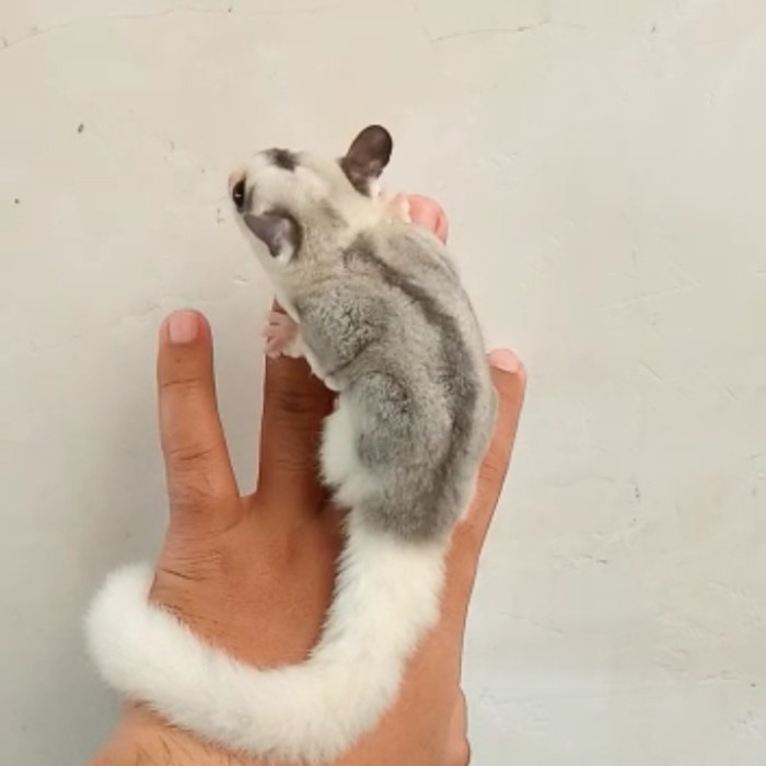 Sugar Glider Mozaik Platinum Betina Murah Garansi Het