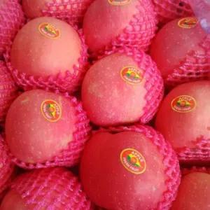 

Apel Fuji premium(900_1000 gram)