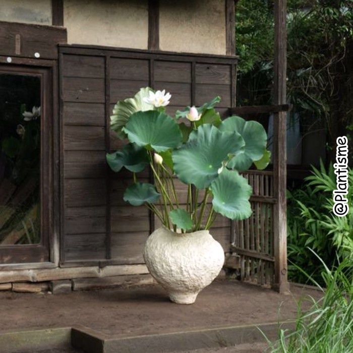 Tanaman Hias Air Bunga Lotus Pink Putih Water Garden Kolam Ikan Koi