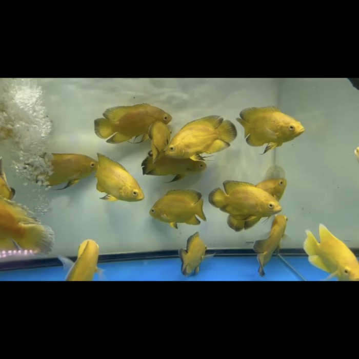 Oscar Lemon import Thailand 12cm ( pure )