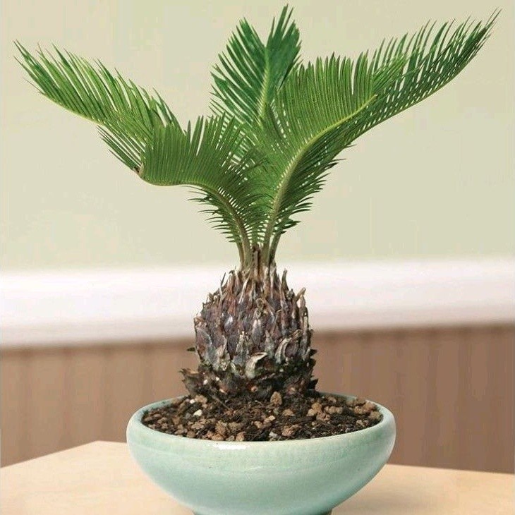 Best Seller ( BISA COD ) Tanaman Hias Palem Sikas Mawar Jambe Dewasa / Tanaman Hidup Palm Sikas