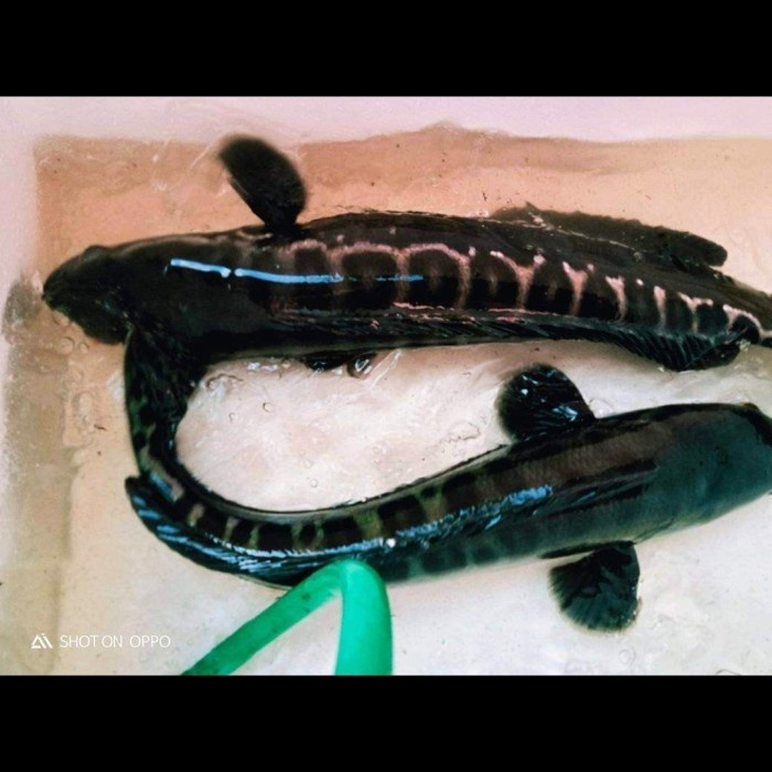 

PROMO! Ikan Gabus Toman 61-63cm