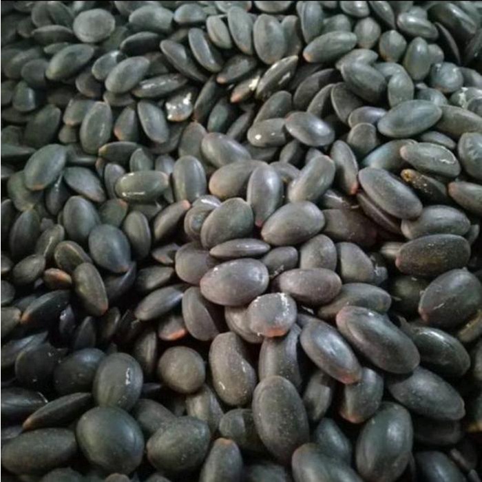 

terbaru !!! 1 kg biji kedawung / dawung / kedaung asli ready