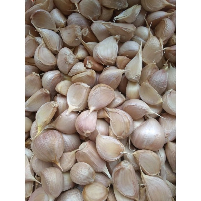 

NeW bawang putih kating