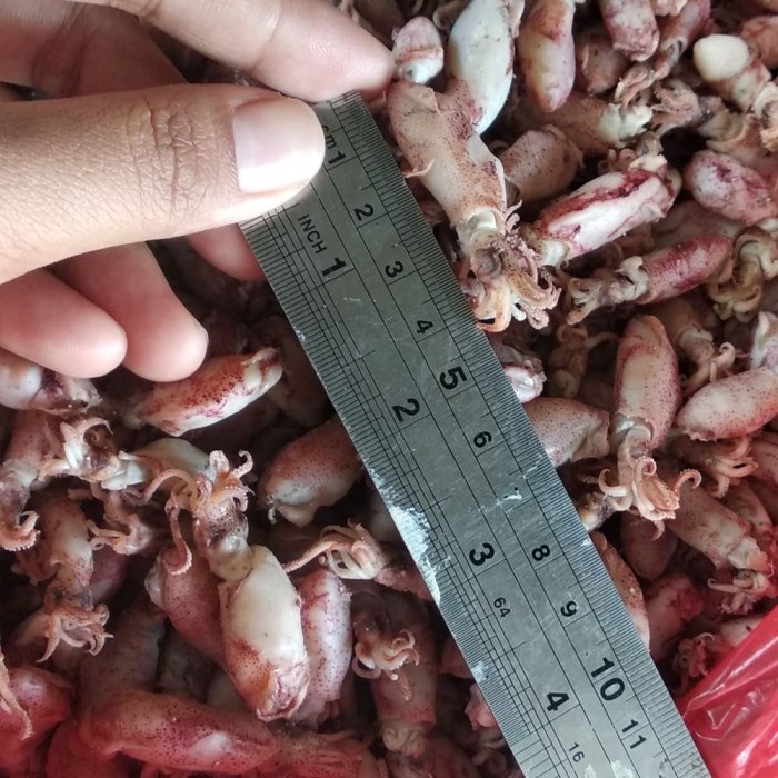 

BARANG TERLARIS baby cumi ukuran 2-4cm 1kg