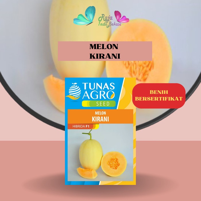 New Biji Benih Melon Kirani F1 Ori - Repack 10 & 50 Bibit Melon Premium Ready
