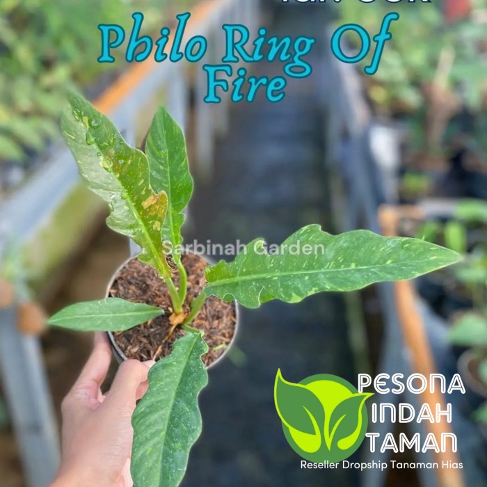 New Tanaman Hias Philodendron Ring Of Fire Varigata/Ring Of Fire Varigata Ready