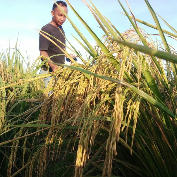 New Benih Padi Mr 303 Ready