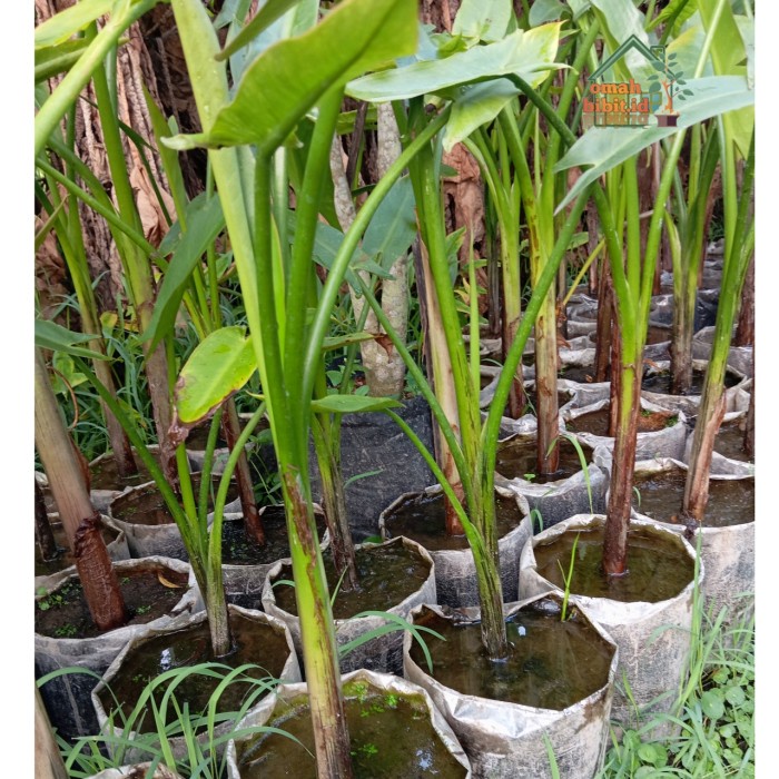 New Tanaman Hias Pisang Amazon 50 Cm Up Ready