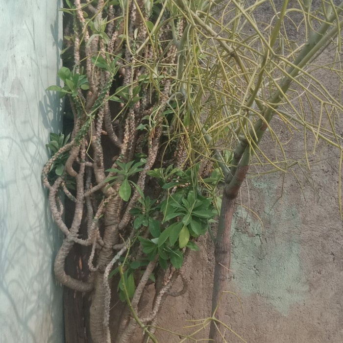 New Kaktus Sekulen Euphorbia Neriifolia Japan Tanaman Hias Ready