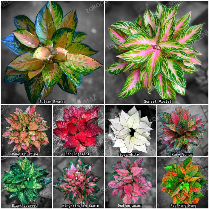 PROMO tanaman bunga aglonema paket 10 warna
