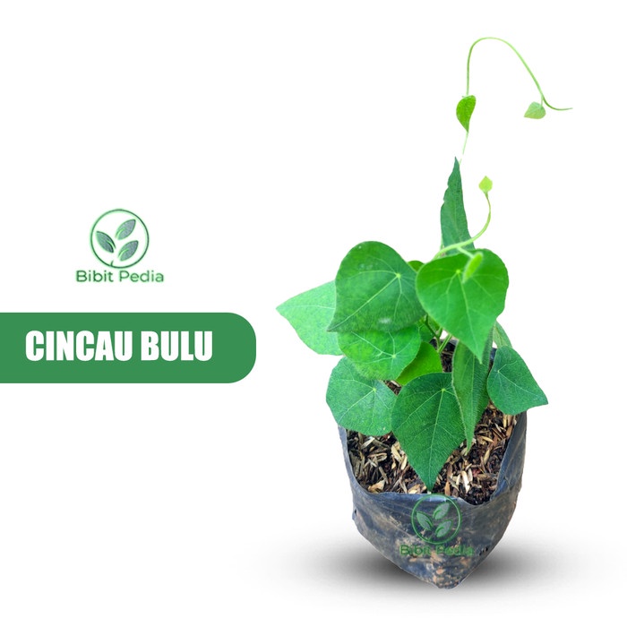 Bibit Tanaman Cincau Bulu - Cincau Bulu Rambat
