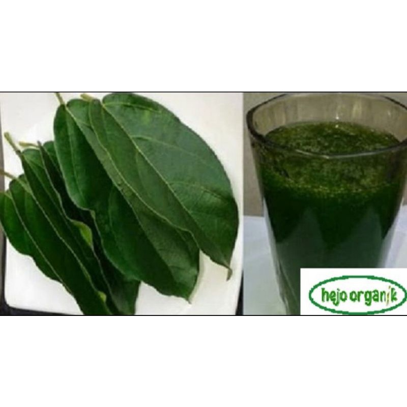 daun cincau hijau minuman fresh sayur organik bandung