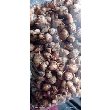

KENCUR SEGAR ( 1kg ) KENCUR/CIKUR ASLI CIAMIS WANGI PEDAS ENAK COCOK BUAT BUMBU MKANAN ATUPUN JAMU