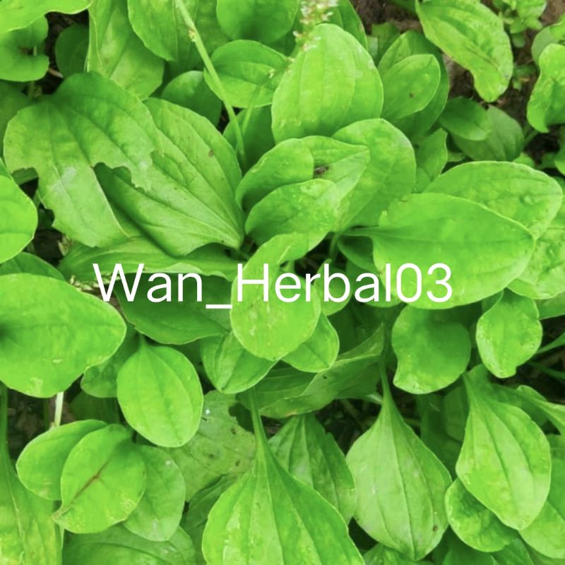 

Daun ki urat atau daun sendok segar 1kg fres