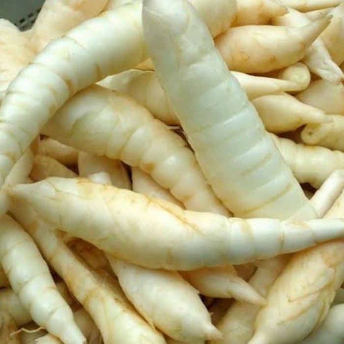 

SALE !!! UMBI GARUT,SAGU GARUT SEGAR PER 500GRAM,ISA DIBUAT MAKANAN/BIBIT READYY