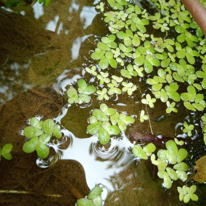 TERMURAH bibit tanaman azolla tanaman air