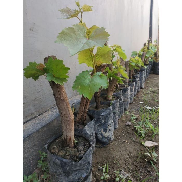 PROMO SPECIAL PROMO Tanaman Bibit Bonggol Anggur / Batang Besar Anggur kogsba 1974my