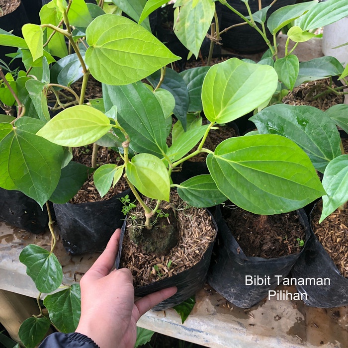 FREE ONGKIR bibit sirih temu rose hijau daun ketemu ruas ros ruas herbal tanaman pohon piper betle