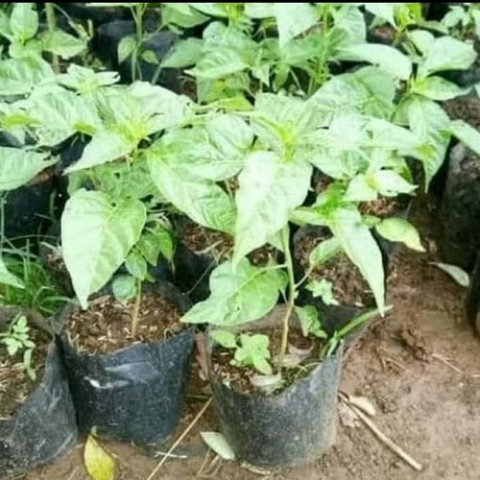 SPECIAL bibit tanaman buah cabai/ cabe setan/ cabe jablay