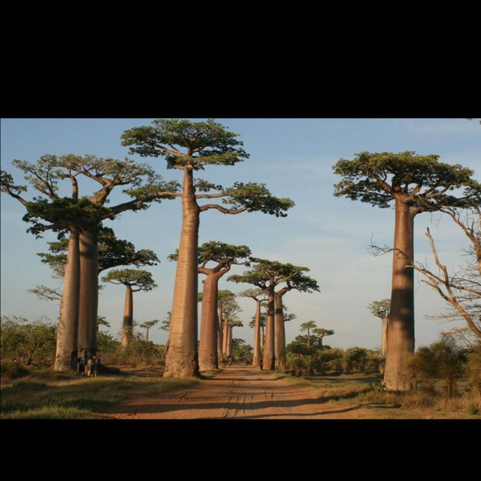 KOMPLIT Bibit Unggul Pohon Hias BaobabBenih Pohon Kaki Gajah Tanaman Baobab